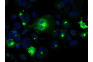 Immunofluorescence (IF) image for anti-Prolactin (PRL) antibody (ABIN1500432) (Prolactin Antikörper)