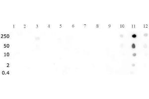 Histone H3 dimethyl Lys27 antibody tested by dot blot analysis.