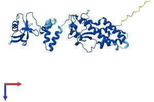 DFFB Protein (AA 1-338) (His tag)