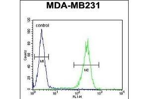RAB11FIP2 Antibody (Center) (ABIN651666 and ABIN2840350) flow cytometric analysis of MDA-M cells (right histogram) compared to a negative control cell (left histogram). (RAB11FIP2 Antikörper  (AA 345-374))