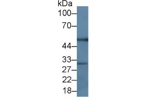 Mouse Capture antibody from the kit in WB with Positive Control: Rat Thymus Tissue. (RANKL ELISA Kit)