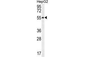 UXS1 Antibody (C-term) western blot analysis in HepG2 cell line lysates (35 µg/lane).