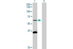 Western Blot analysis of SCMH1 expression in transfected 293T cell line by SCMH1 MaxPab polyclonal antibody.
