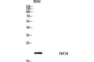 Western Blot (WB) analysis of K562 using FAT10 antibody. (UBD Antikörper)