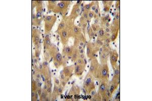 GE5 Antibody (C-term) (ABIN656719 and ABIN2845947) immunohistochemistry analysis in formalin fixed and raffin embedded human liver tissue followed by peroxidase conjugation of the secondary antibody and DAB staining. (PAGE5 Antikörper  (C-Term))