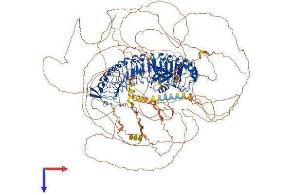 ERBB2IP Protein (AA 1-1412) (His tag)