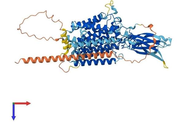 HGSNAT Protein (AA 1-663) (His tag)