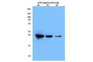 Western Blotting (WB) image for anti-His Tag antibody (HRP) (ABIN2666046)