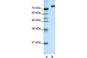 Western Blotting (WB) image for anti-Kelch-Like 3 (KLHL3) antibody (ABIN2461880) (KLHL3 Antikörper)