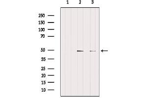 Western blot analysis of extracts from various samples, using CCRN4L Antibody. (CCRN4L Antikörper)
