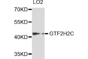 Western blot analysis of extracts of LO2 cells, using GTF2H2C antibody (ABIN5973022) at 1/1000 dilution. (GTF2H2C Antikörper)