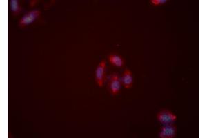 ABIN6276062 staining HeLa cells by ICC/IF. (NPY2R Antikörper  (N-Term))