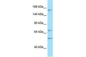 Image no. 1 for anti-Receptor Protein Tyrosine Phosphatase (PTPRT) (AA 1340-1389) antibody (ABIN6748188) (PTPRT Antikörper  (AA 1340-1389))