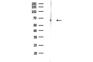 anti-DDB1 and CUL4 Associated Factor 11 (DCAF11) antibody