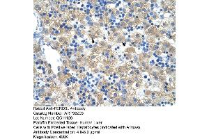 Human Liver (FERD3L Antikörper  (N-Term))