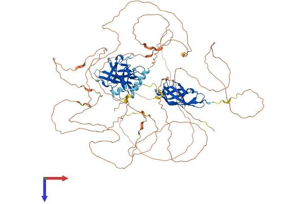 NFAT1 Protein (AA 1-927) (His tag)