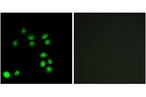 Immunofluorescence analysis of A549 cells, using EXO1 Antibody. (Exonuclease 1 Antikörper  (AA 61-110))