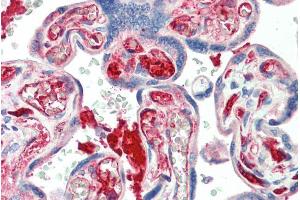 ABIN940556 (5µg/ml) staining of paraffin embedded Human Placenta. (KIAA0319 Antikörper  (Internal Region))