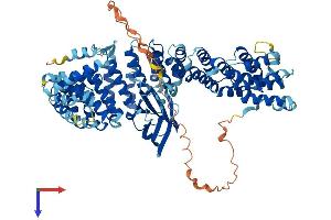 AP1G2 Protein (AA 1-791) (His tag)