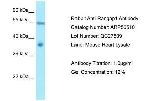 Western Blotting (WB) image for anti-Ran GTPase Activating Protein 1 (RANGAP1) (N-Term) antibody (ABIN971526) (RANGAP1 Antikörper  (N-Term))