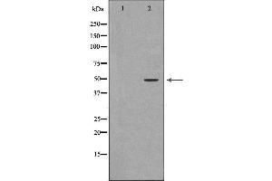 Western blot analysis of extracts of MCF-7, using ACPP antibody. (ACPP Antikörper  (Internal Region))