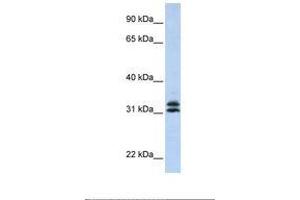 Image no. 1 for anti-Pyrroline-5-Carboxylate Reductase Family, Member 2 (PYCR2) (AA 218-267) antibody (ABIN6739024) (PYCR2 Antikörper  (AA 218-267))