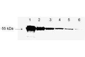 antibody to detect conjugated proteins is shown to detect as little as 3 ng of amino-terminal tagged recombinant protein by western blot.
