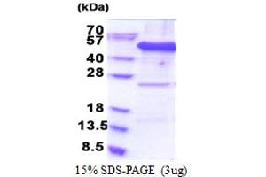 EIF3F Protein (AA 1-357) (His tag)