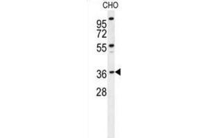 Western Blotting (WB) image for anti-Exonuclease 5 (EXO5) antibody (ABIN2995666)