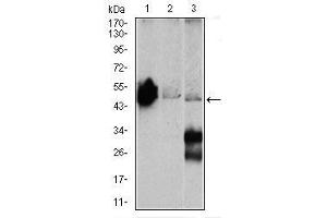 Image no. 1 for anti-Enolase 2 (Gamma, Neuronal) (ENO2) antibody (ABIN1491284) (ENO2/NSE Antikörper)