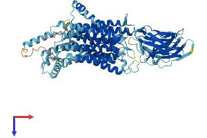 SLC15A1 Protein (AA 1-709) (His tag)
