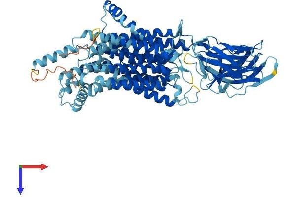 SLC15A1 Protein (AA 1-709) (His tag)