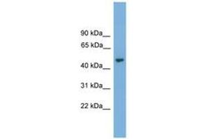 Image no. 1 for anti-Nuclear Prelamin A Recognition Factor (NARF) (AA 323-372) antibody (ABIN6745635) (NARF Antikörper  (AA 323-372))