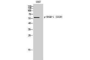 Western Blotting (WB) image for anti-CD226 (CD226) (pSer329) antibody (ABIN3173371) (CD226 Antikörper  (pSer329))