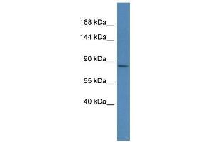 Western Blot showing Magee1 antibody used at a concentration of 1. (MAGEE1 Antikörper  (C-Term))