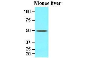 Western Blotting (WB) image for anti-Epoxide Hydrolase 1, Microsomal (Xenobiotic) (EPHX1) (AA 21-455) antibody (ABIN371868) (EPHX1 Antikörper  (AA 21-455))