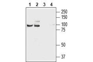 Western blot analysis of rat (lanes 1 and 3) and mouse (lanes 2 and 4) brain lysates: - 1,2. (NCAM2 Antikörper  (Extracellular, N-Term))