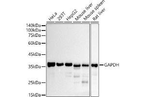 Western blot analysis of extracts of various cell lines, using GAPDH antibody (ABIN7267454) at 1:10000 dilution. (GAPDH Antikörper)