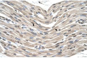 Human Muscle (CDX4 Antikörper  (Middle Region))