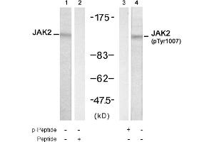 Image no. 1 for anti-Janus Kinase 2 (JAK2) (Tyr1007) antibody (ABIN319309) (JAK2 Antikörper  (Tyr1007))