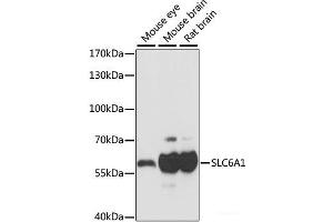 Western blot analysis of extracts of various cell lines using SLC6A1 Polyclonal Antibody at dilution of 1:1000. (SLC6A1 Antikörper)