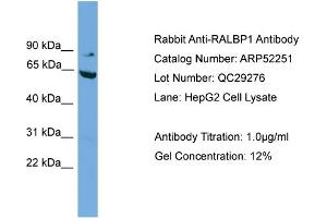 WB Suggested Anti-RALBP1  Antibody Titration: 0. (RALBP1 Antikörper  (N-Term))