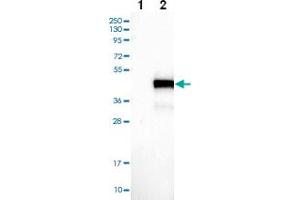 Western blot analysis of Lane 1: Negative control (vector only transfected HEK293T lysate) Lane 2: Over-expression Lysate (Co-expressed with a C-terminal myc-DDK tag (~3. (BCL7A Antikörper)