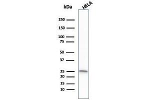 Western Blot Analysis of HeLa cell lysate using GSTM1 Mouse Monoclonal Antibody (GSTMu1-3). (GSTM1 Antikörper)