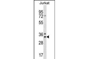 DNAJC9 Antibody (N-term) (ABIN656862 and ABIN2846067) western blot analysis in Jurkat cell line lysates (35 μg/lane).