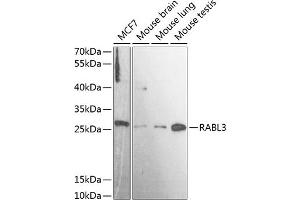 Western blot analysis of extracts of various cell lines, using R antibody (ABIN7269787) at 1:3000 dilution. (RABL3 Antikörper  (AA 1-236))