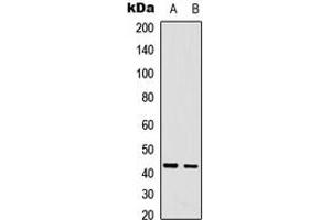 Western blot analysis of CDCA7 expression in A431 (A), U2OS (B) whole cell lysates.