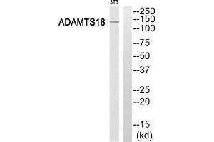 Western Blotting (WB) image for anti-ADAM Metallopeptidase with thrombospondin Type 1 Motif, 18 (ADAMTS18) (C-Term) antibody (ABIN1850694) (ADAMTS18 Antikörper  (C-Term))