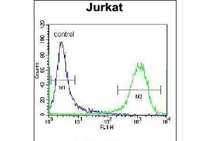 Flow cytometric analysis of Jurkat cells (right histogram) compared to a negative control cell (left histogram). (ZSCAN2 Antikörper  (N-Term))