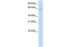 Western Blotting (WB) image for anti-TNF Receptor-Associated Factor 6 (TRAF6) (Middle Region) antibody (ABIN2779305)